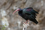 Ibis skalní (Geronticus eremita)