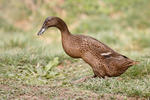 Indický běžec (Anas platyrhynchus f. domestica)