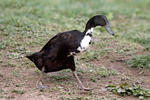 Indický běžec (Anas platyrhynchus f. domestica)