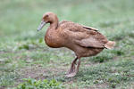 Indický běžec (Anas platyrhynchus f. domestica)