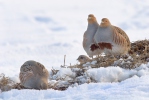 Jarabica poľná (Perdix perdix)