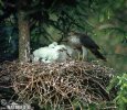 Jastrab krahulec (Accipiter nisus)