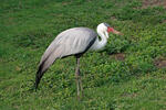 Jeřáb laločnatý (Grus carunculata)