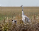 Jeřáb popelavý (Grus grus)