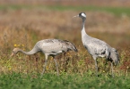 Jeřáb popelavý (Grus grus)