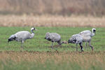 Jeřáb popelavý (Grus grus)