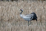 Jeřáb popelavý (Grus grus)