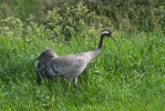 Jeřáb popelavý (Grus grus)