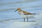 Jespák malý (Calidris minuta)