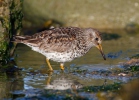 Jespák mořský (Calidris maritima)