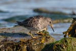 Jespák mořský (Calidris maritima)