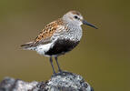 Jespák obecný (Calidris alpina)