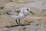 Jespák písečný (Calidris alba)