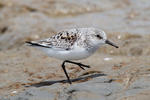 Jespák písečný (Calidris alba)