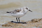 Jespák písečný (Calidris alba)