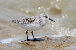 Jespák písečný (Calidris alba)