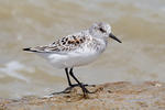 Jespák písečný (Calidris alba)