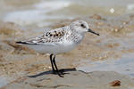 Jespák písečný (Calidris alba)