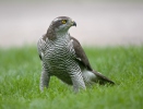 Jestřáb lesní (Accipiter gentilis)