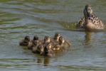 Kachna divoká (Anas platyrhynchos)