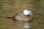 Kachnice bělohlavá (Oxyura leucocephala)