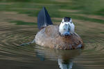 Kachnice bělohlavá (Oxyura leucocephala)