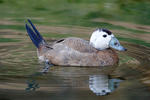 Kachnice bělohlavá (Oxyura leucocephala)