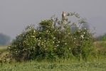 Kalous pustovka (Asio flammeus)