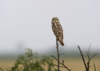 Kalous pustovka (Asio flammeus)