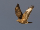 Káně lesní (Buteo buteo)