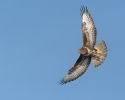 Káně lesní (Buteo buteo)