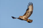 Káně lesní (Buteo buteo)