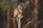 Káně lesní (Buteo buteo)