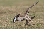 Káně lesní (Buteo buteo)