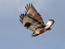 Káně rousná (Buteo lagopus)