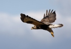 Káně rousná (Buteo lagopus)