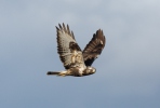 Káně rousná (Buteo lagopus)