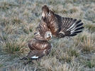 Káně rousná (Buteo lagopus)