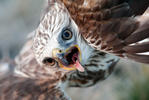 Káně rousná (Buteo lagopus)