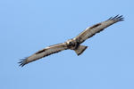 Káně rousná (Buteo lagopus)