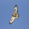 Káně rousná (Buteo lagopus)