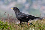 Kavče žlutozobé (Pyrrhocorax graculus)