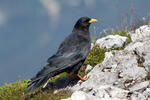 Kavče žlutozobé (Pyrrhocorax graculus)