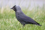 Kavka obecná (Corvus monedula)