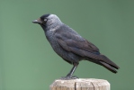 Kavka obecná (Corvus monedula)