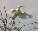 Kolpík bílý (Platalea leucorodia)