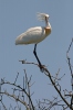 Kolpík bílý (Platalea leucorodia)