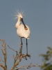 Kolpík bílý (Platalea leucorodia)