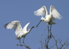 Kolpík bílý (Platalea leucorodia)