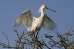 Kolpík bílý (Platalea leucorodia)